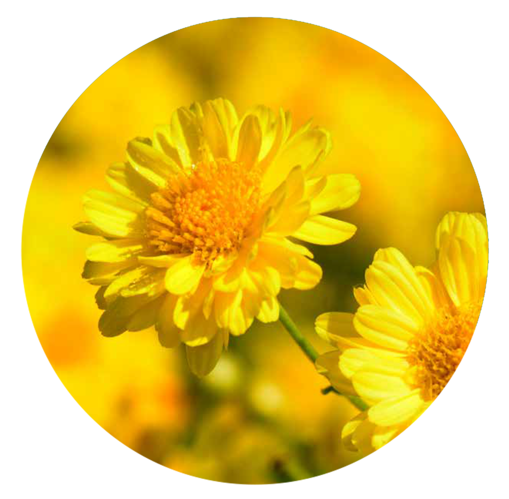 UK Chrysanthemum indicum flower extract Supplier Unifect